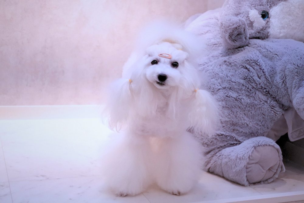 看板犬なら