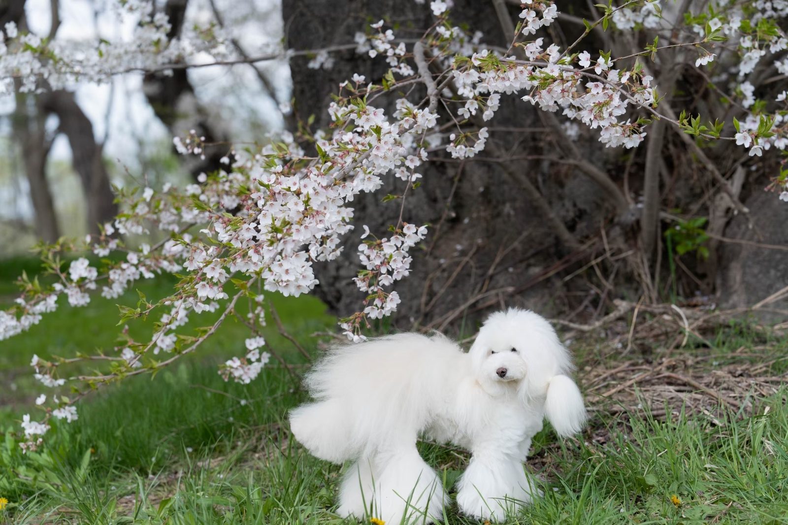 桜の下で愛犬と一緒に遊ぶひととき